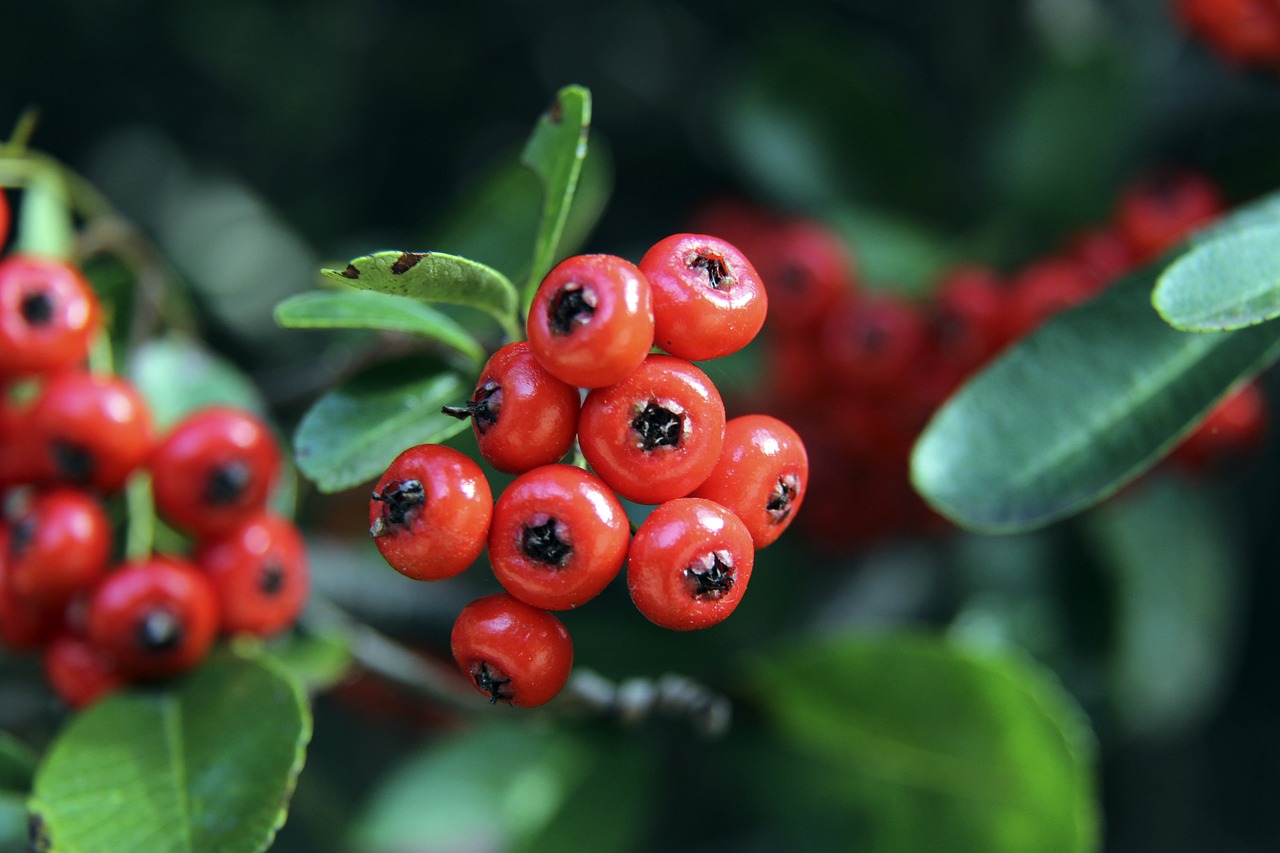 西时期的巅 西时期的巅