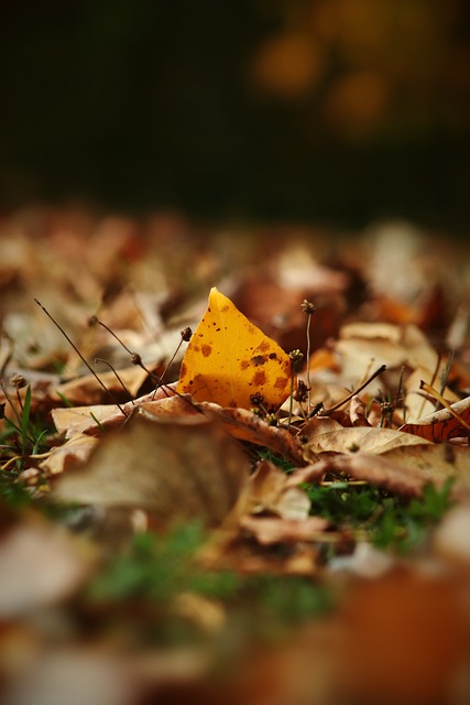 樹幹的孔隙 樹幹的孔隙
